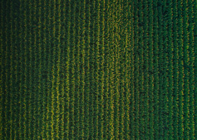 Corn rows from above