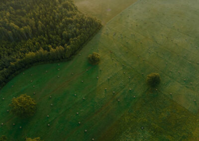 Forest and field image